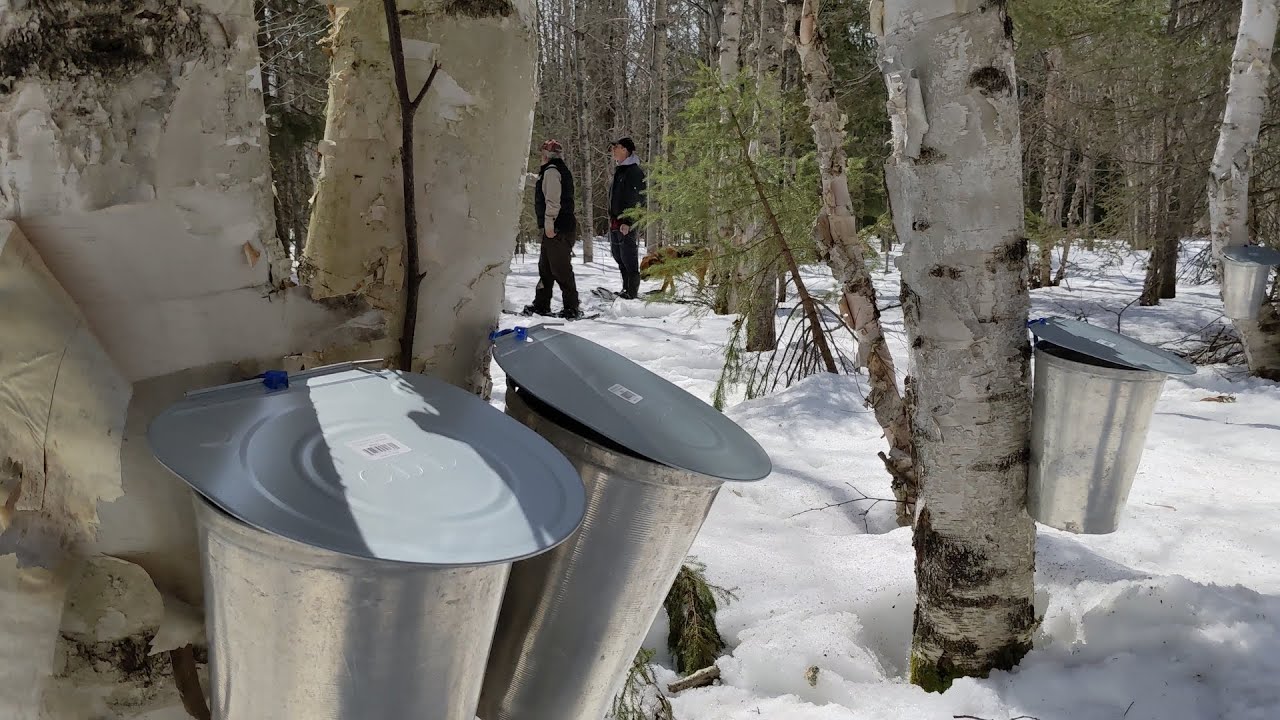 Découvrez le Sirop de Bouleau Québécois !