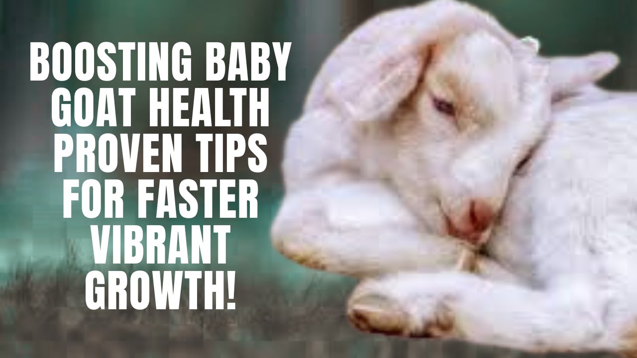 Boosting Baby Goat Health Proven Tips for Faster, Vibrant&nbsp;Growth!