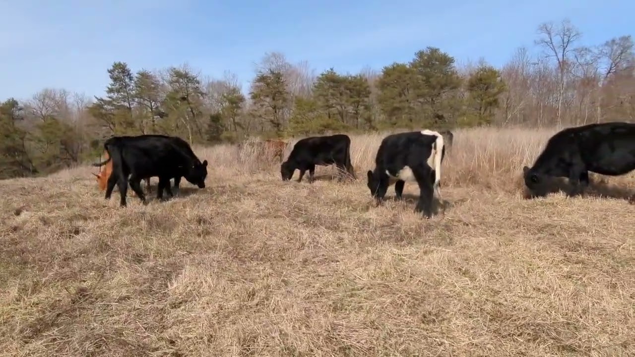 Why Rotational Grazing is Bad!!