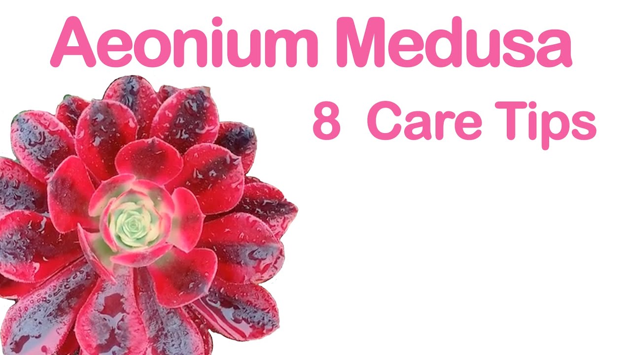 Succulent Aeonium Medusa 8 Care Tips |흥미 진진한|多肉植物|suculenta