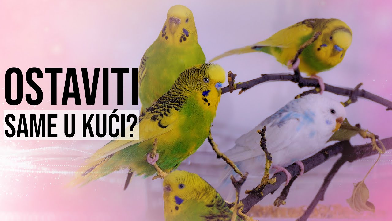 Kako ostaviti Papagaja samog u kući?