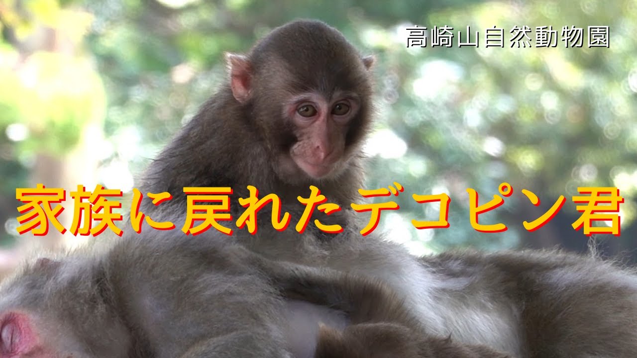 家族に戻れた子ザルのデコピン君！やっとアキラ母さんの側に居れるようになったよ！【モンキーパーク 高崎山自然動物園】