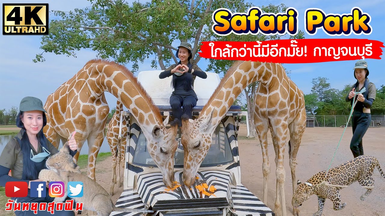 ใกล้ชิดยีราฟ เสือ สิงโตแบบExclusive ประสบการณ์น่าตื่นเต้นต้องที่นี่ คุ้มสุด!Safari Park กาญจนบุรี