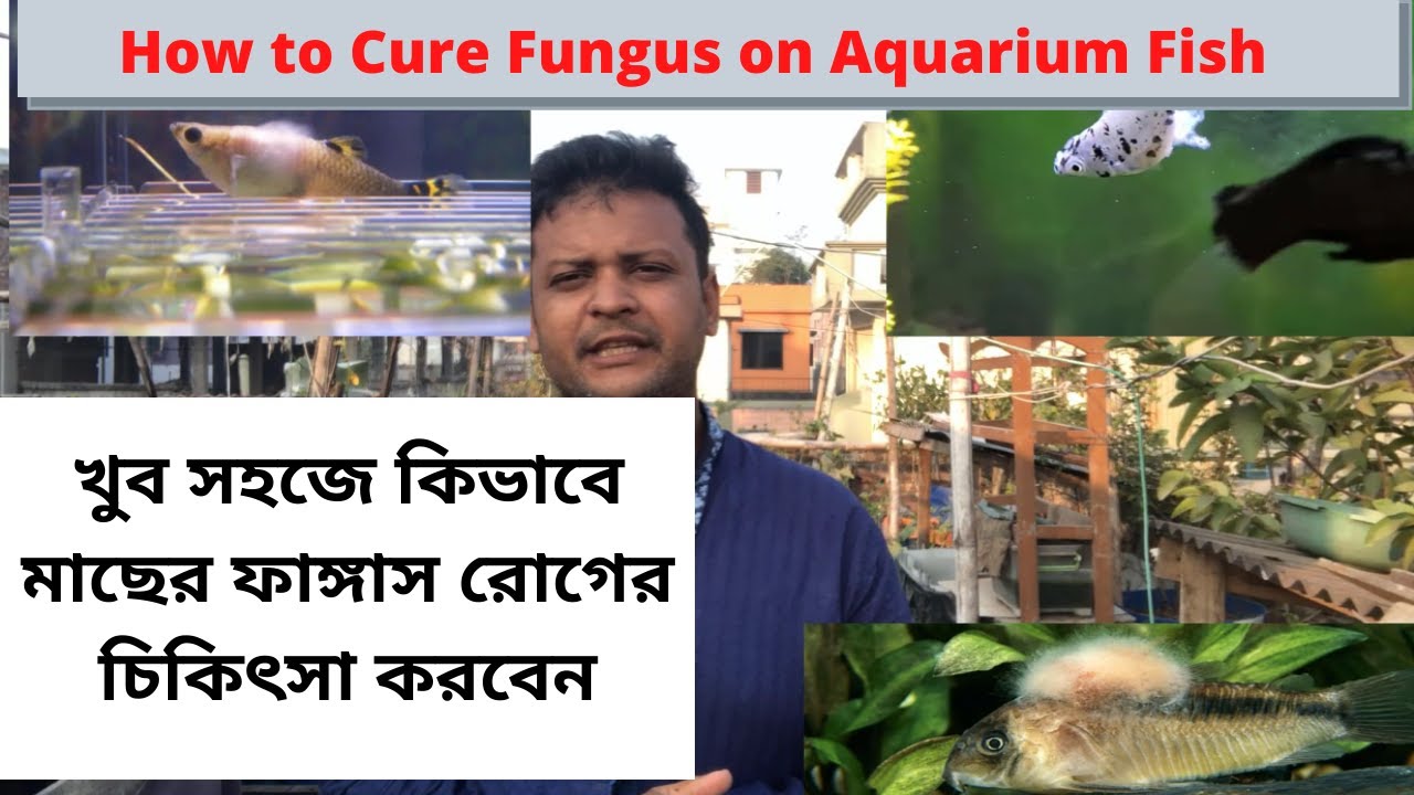 How to Cure Fungus on Aquarium Fish।। খুব সহজে কিভাবে মাছের ফাঙ্গাস রোগের চিকিৎসা করবেন । in Bangla