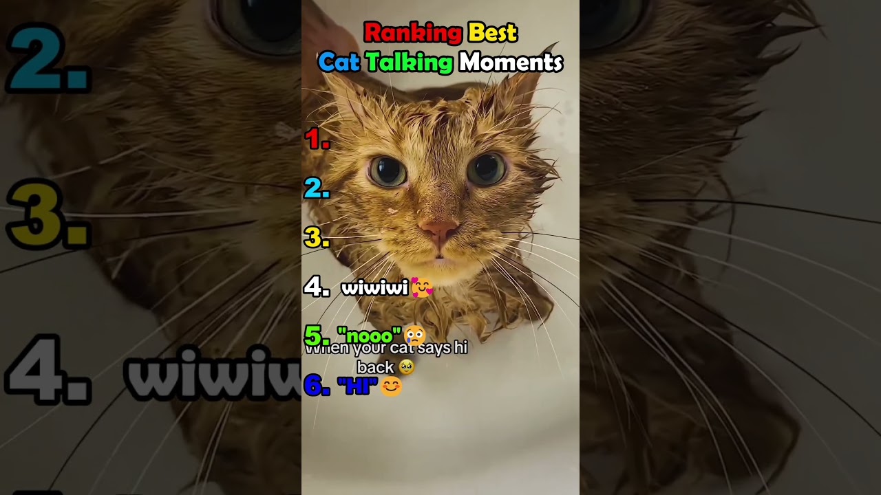Ranking Best Cat Talking Moments😂