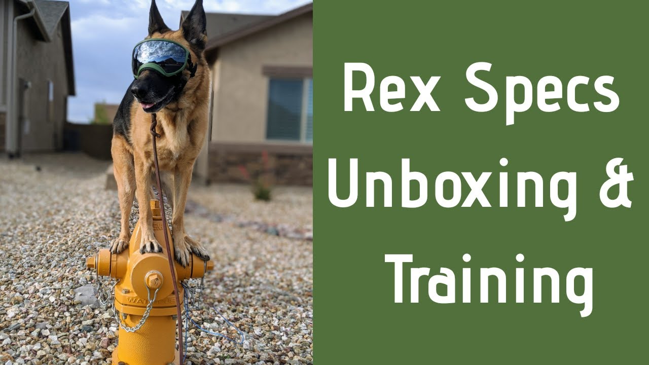 Service Dog Gets Goggles | Rex Specs Unboxing + Training