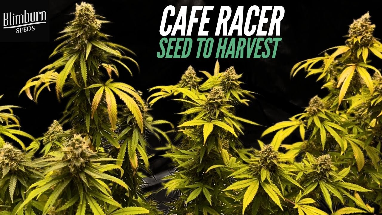 Cafe Racer Seed to Harvest | Growing in 1 Gallon Pots | Veg Phase