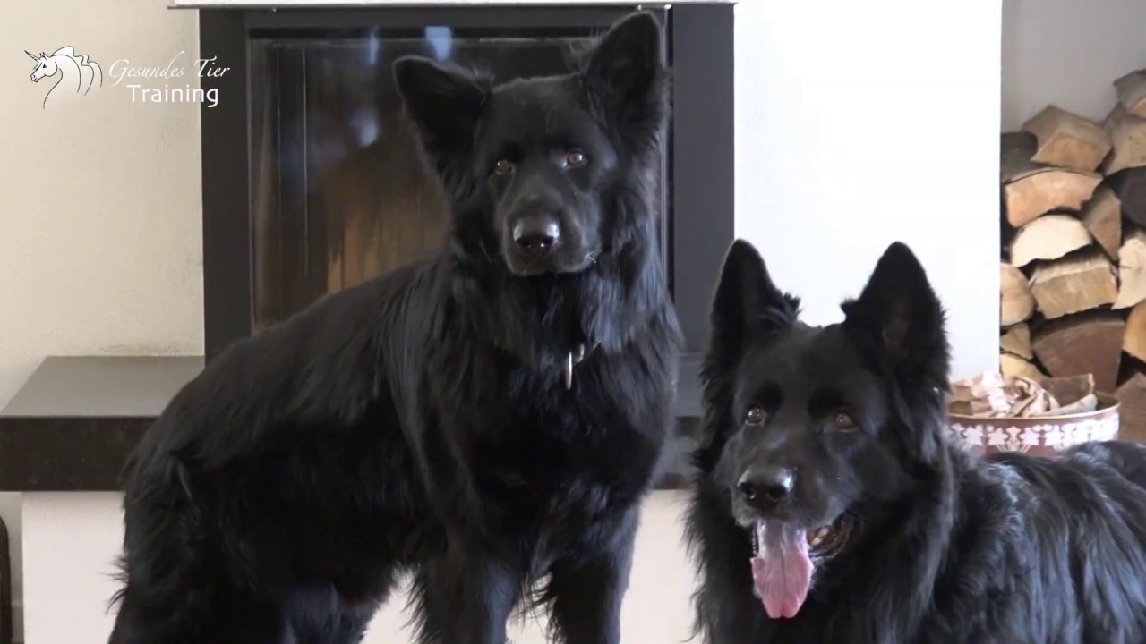 Hundetraining - Korrektes „Bei Fuß“ gehen und Abgabeposition von Dummy, Bringholz, Ball...