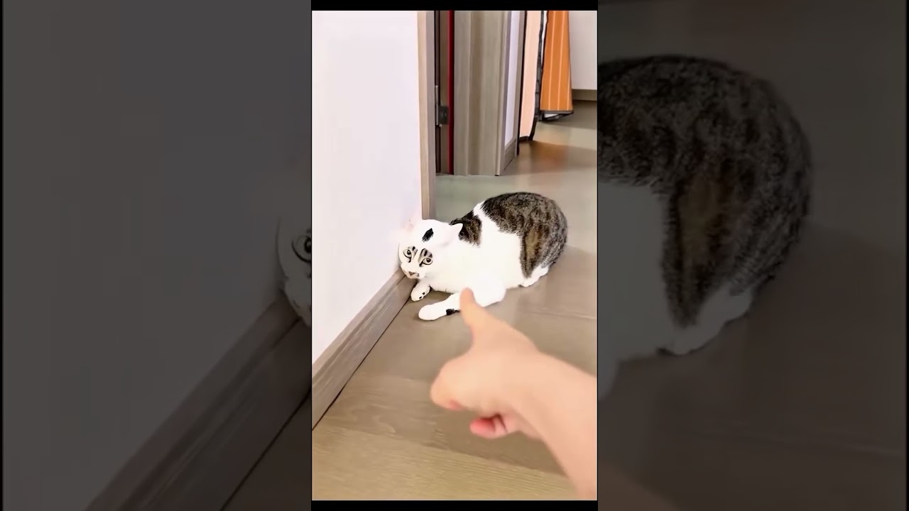Не указывайте пальцем на кошек... #catvideos #reaction #comedy #fun #shaababies #funny #pets #action