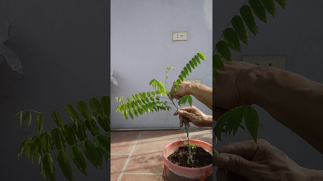 Uốn cây khế nhật ươm từ hạt hình chữ tâm..