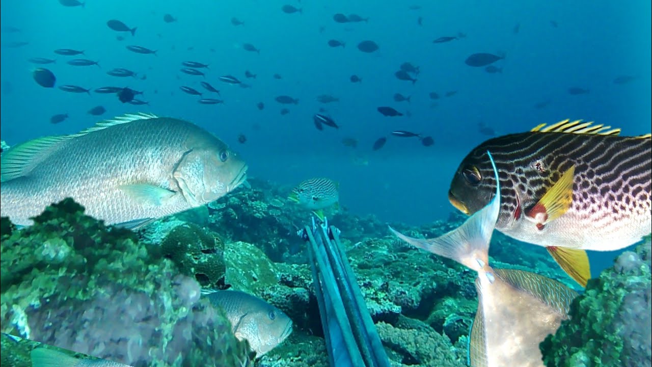 nakaka mangha ang liit ng area piro ang lalaki ng isda catch and sell