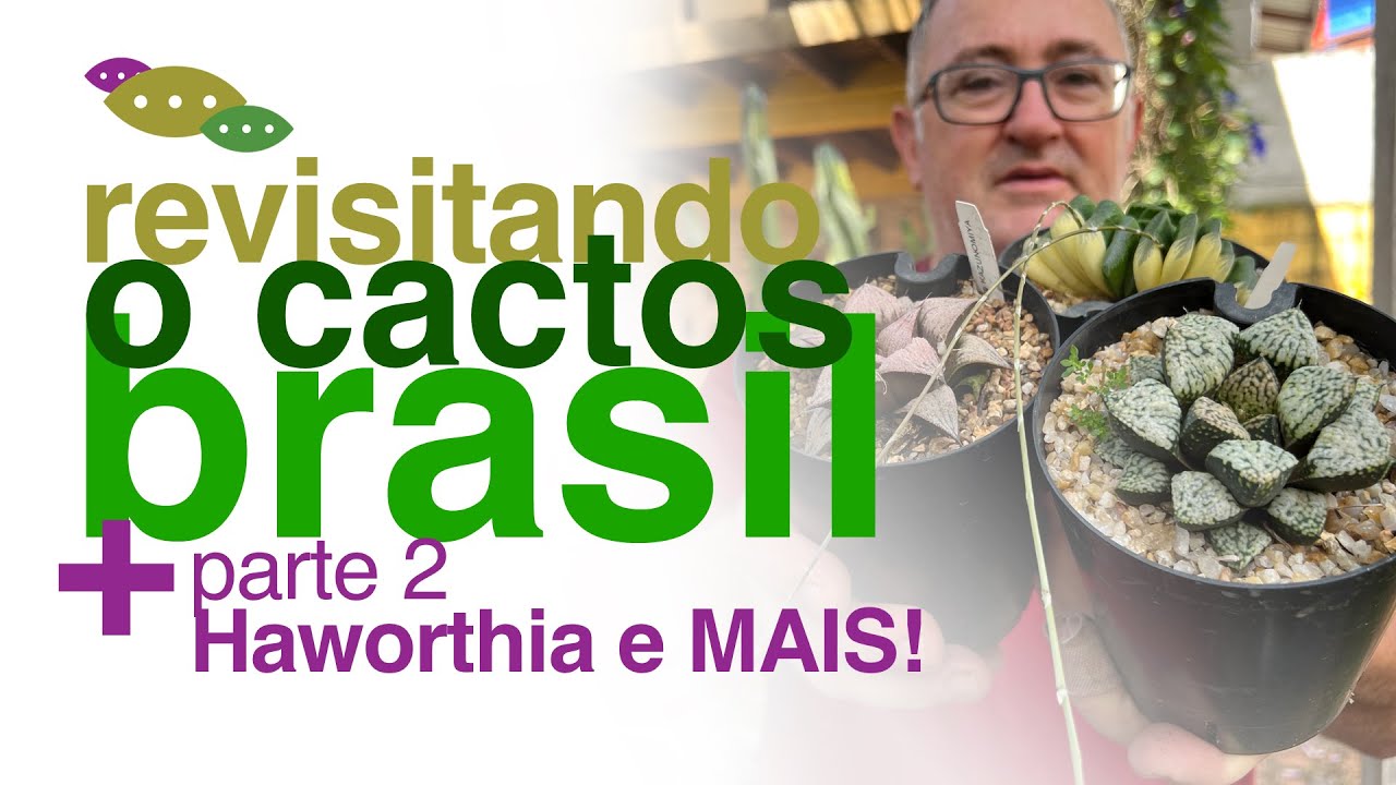 Variedades de Haworthia, Aloe e Mais - Revisitando o Cactos Brasil  - Invasão Plantóide | Flay