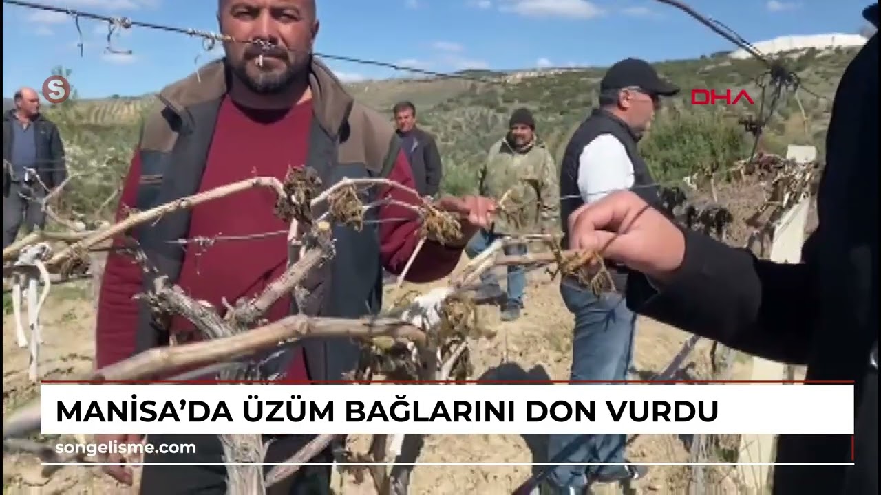 Manisa'da üzüm bağlarını don vurdu