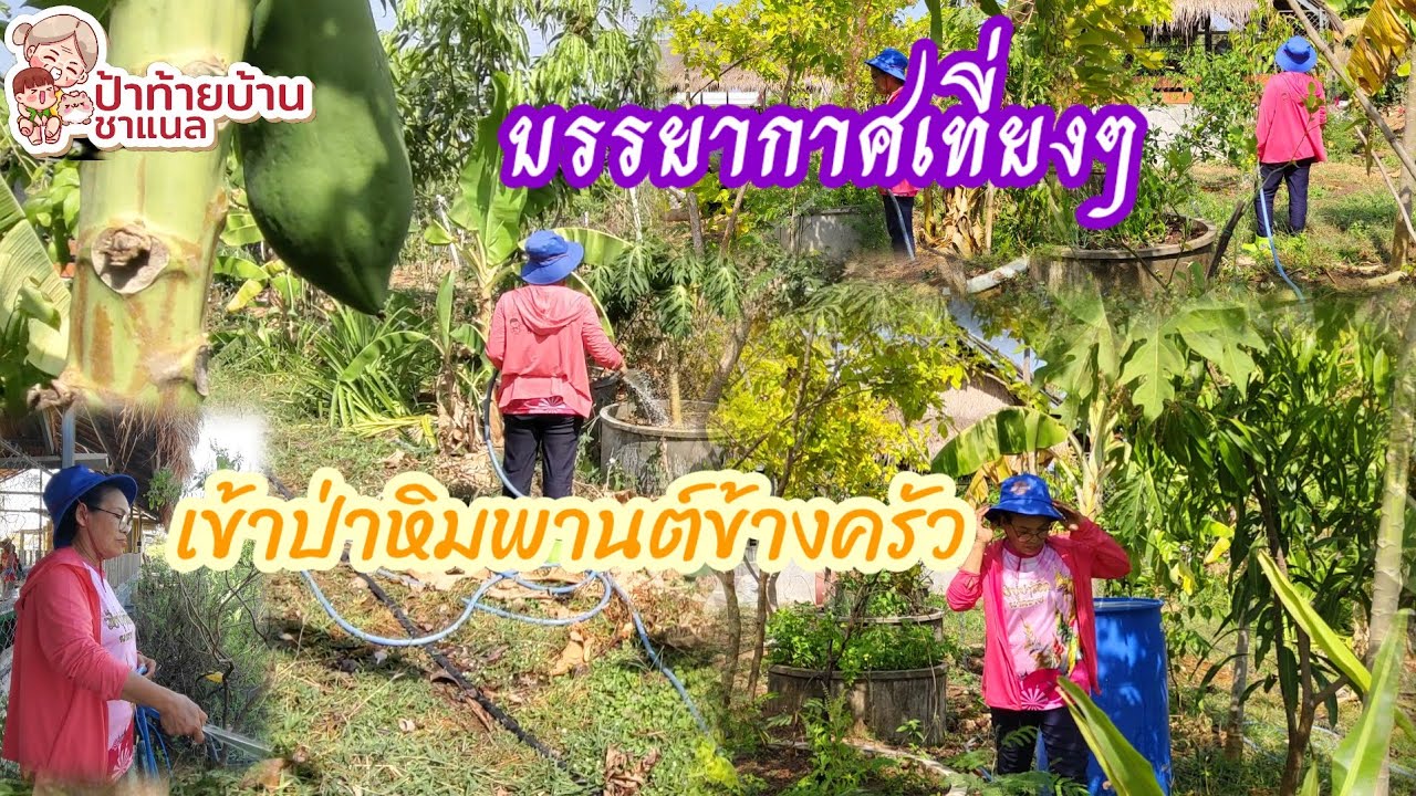 ผักสวนครัวรั้วกินได้ข้างๆครัวกลาง