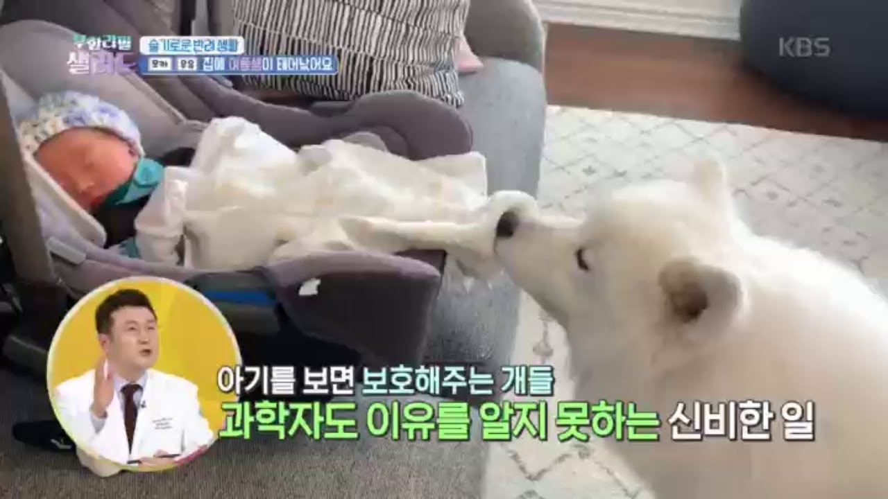 👶아기를 돌봐주는 🐶댕댕이들 모음zip - 사람과 반려견의 찐우정 | KBS 방송