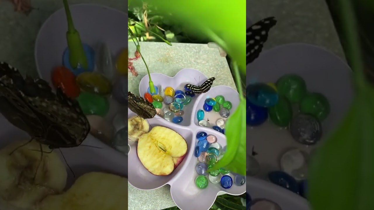 Butterfly eats Banana 🍌 in vienna&lsquo;s hous of butterflies 🦋 #butterfly #butterflies #wildlife
