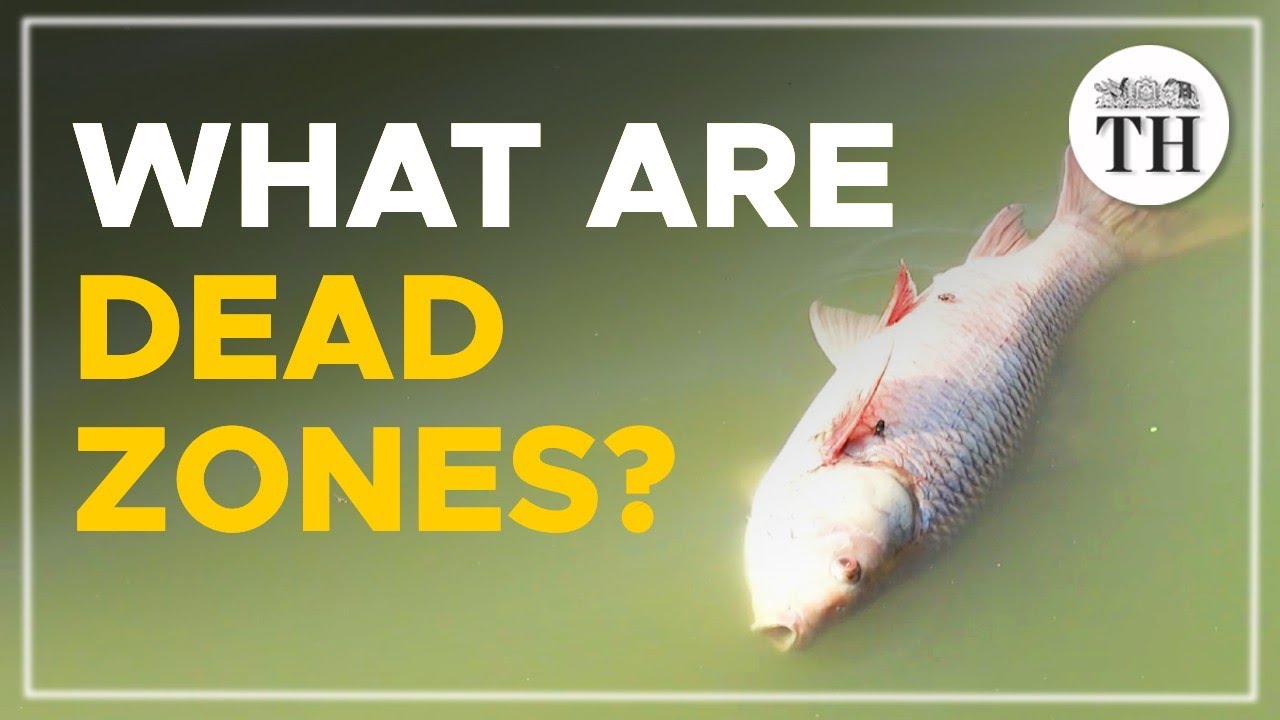 How synthetic fertilisers are creating ‘dead zones’