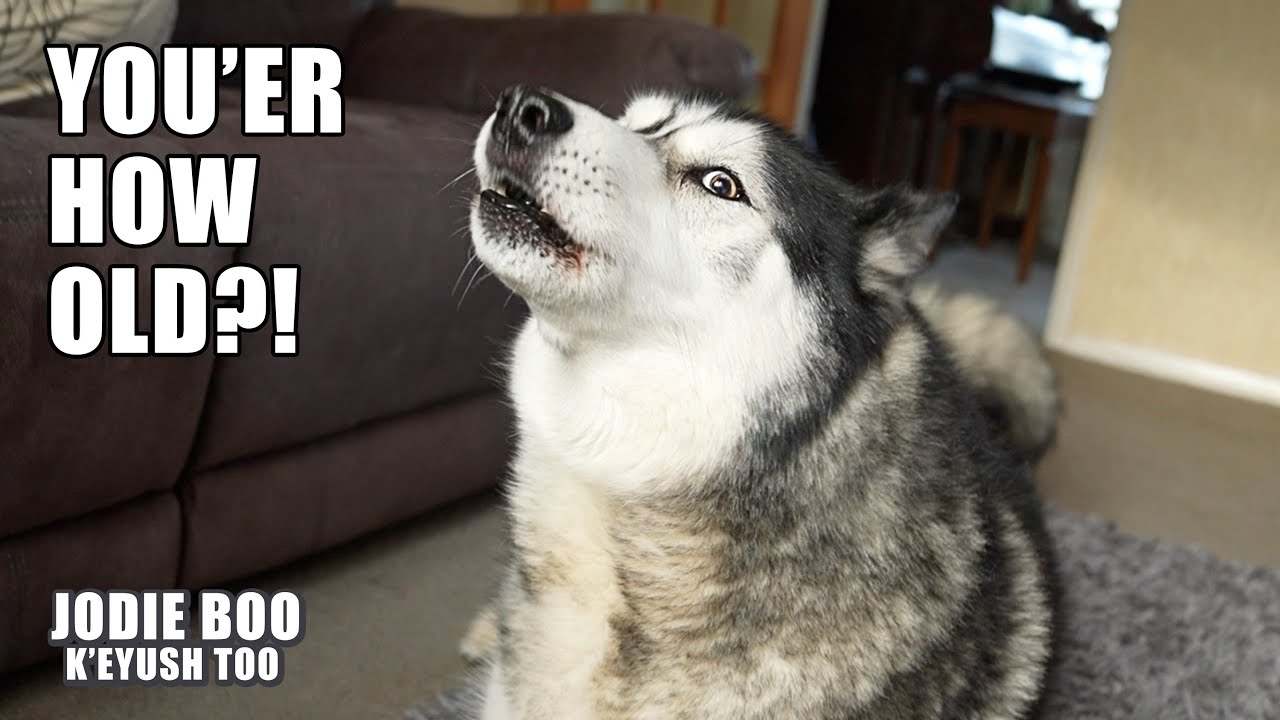 My Husky Forgot My Birthday!