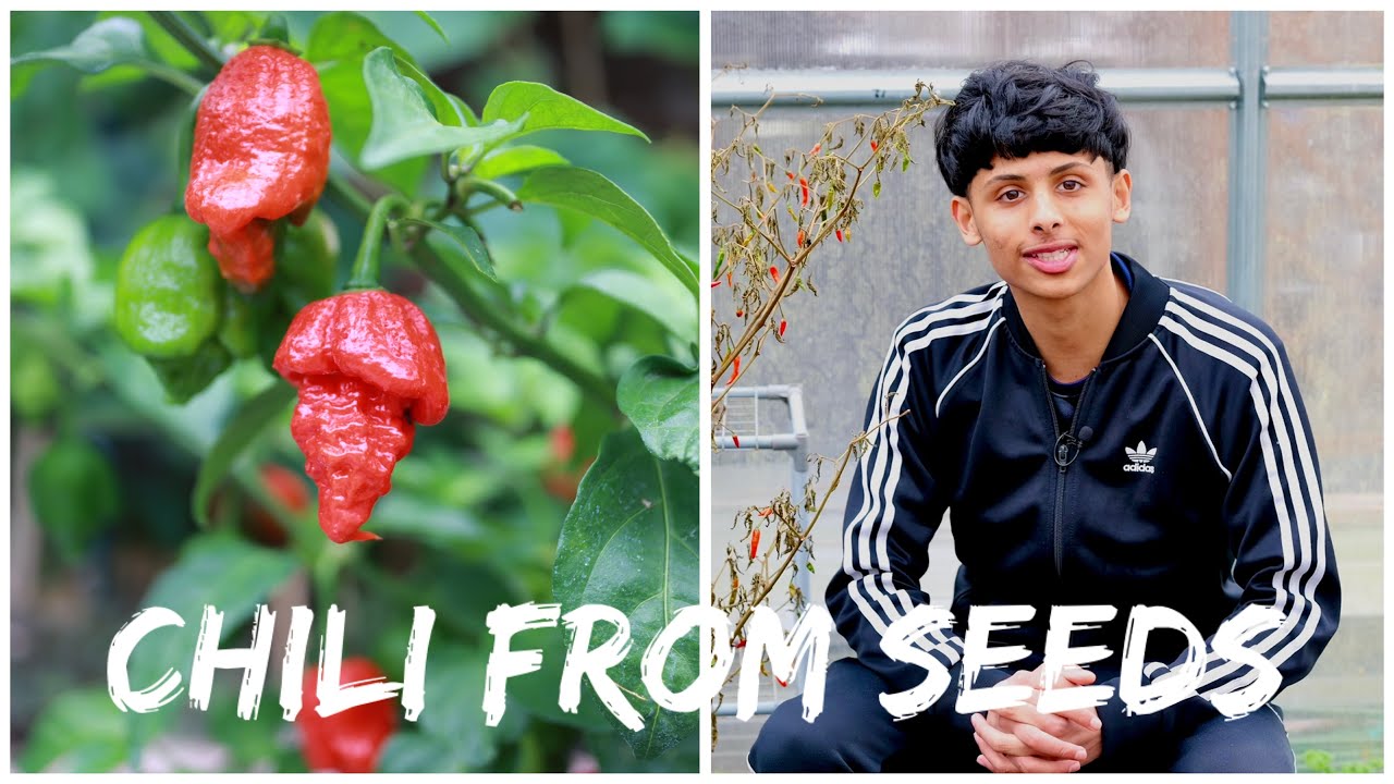 When To Sow Chilli Seeds | Growing Chilli From Seeds