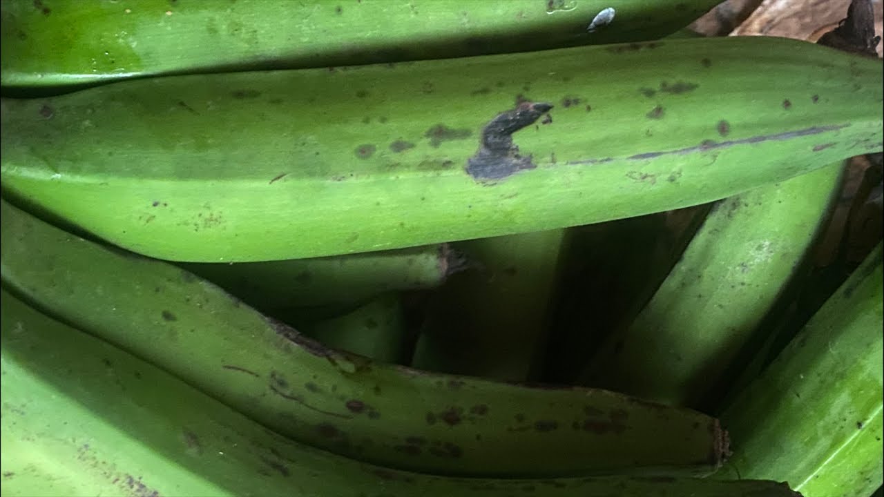 Matoke or banana peeling before cooking 016