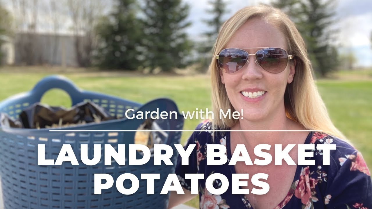 How to Grow: Potatoes in a Dollar Store Laundry Basket * SO EASY *