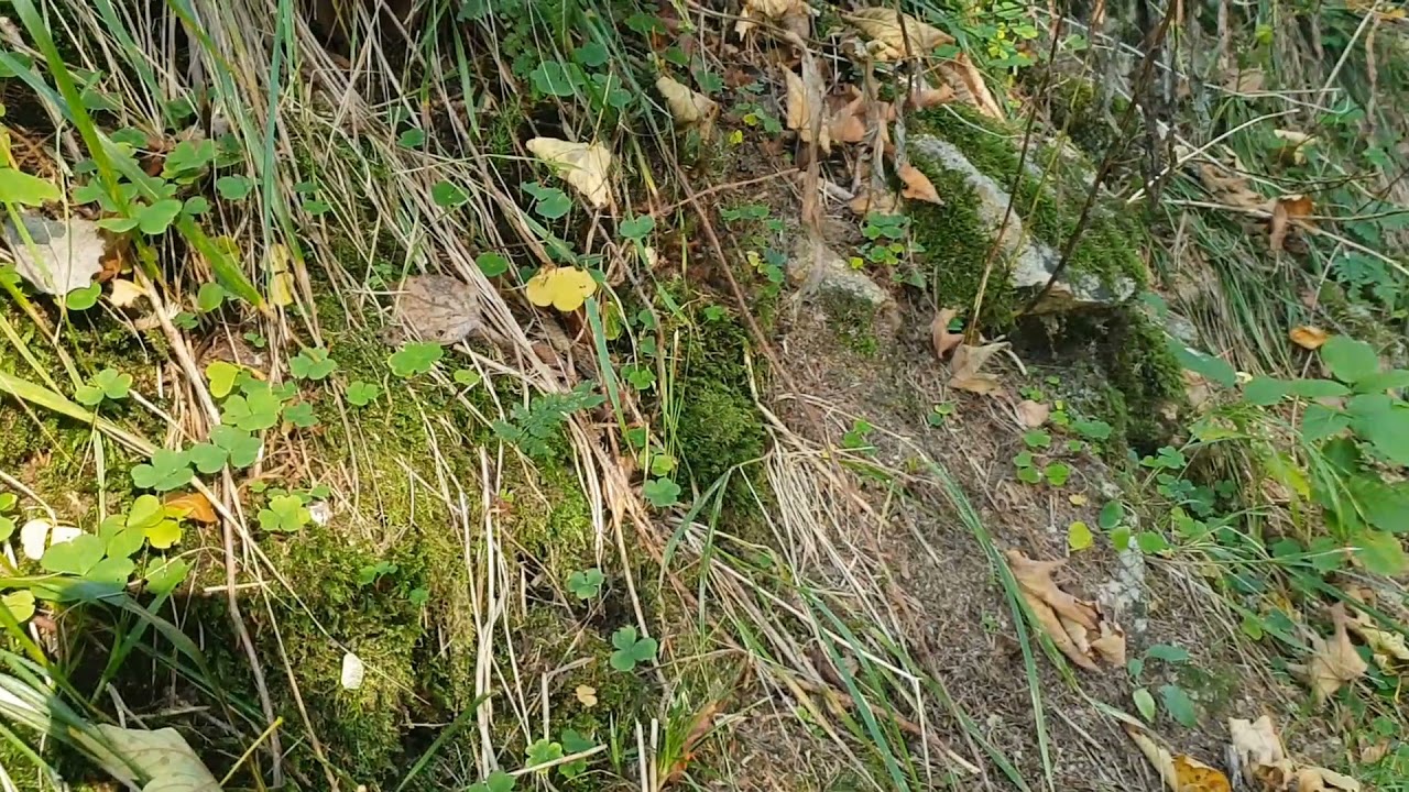 Unheimliche Irrlichter im Wald - Ein Special f&uuml;r Taunus TV :-)