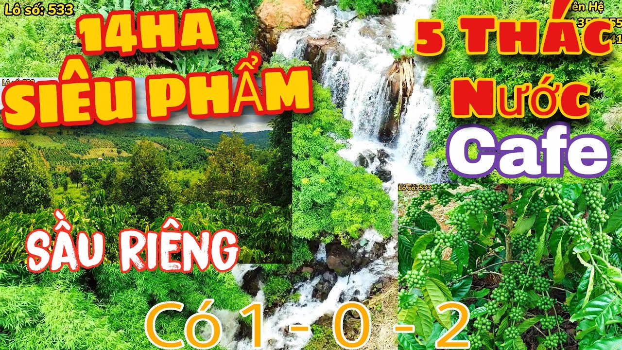 14Ha SIÊU PHẨM Tuyệt Đẹp VƯỜN SẦU RIÊNG CAFE + 5 THÁC NƯỚC. Giá rẻ tại Đắk Nông