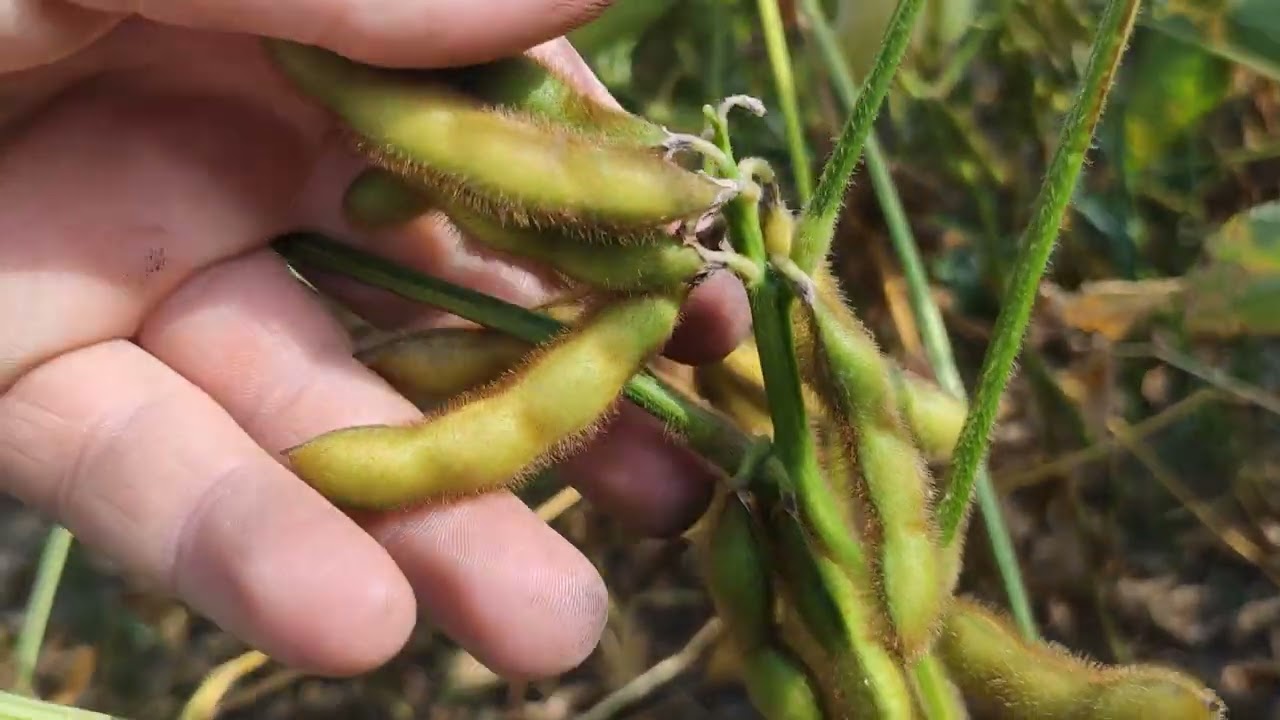 соя МЕНТОР від Lidea🚜🌾🌱соя без ГМО👍