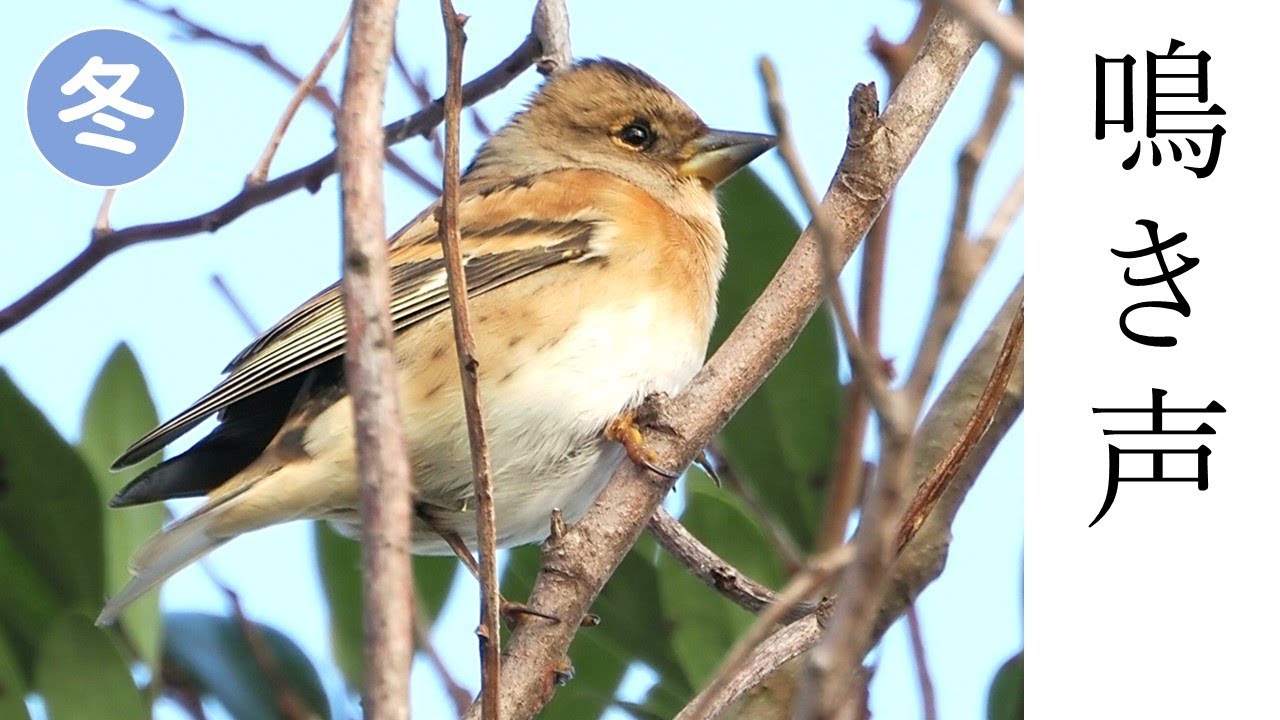 アトリの鳴き声（地鳴き）