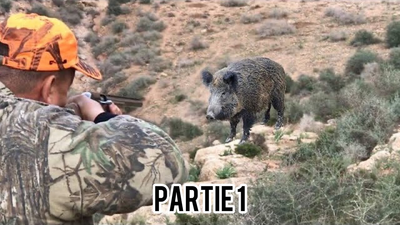 Chasse sanglier au maroc 2021 - Hunting wild boar - احاشة صيد الخنزير البري