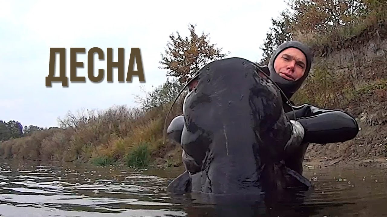 Подводная охота на Десне. Охотимся на сома, сазана и судака