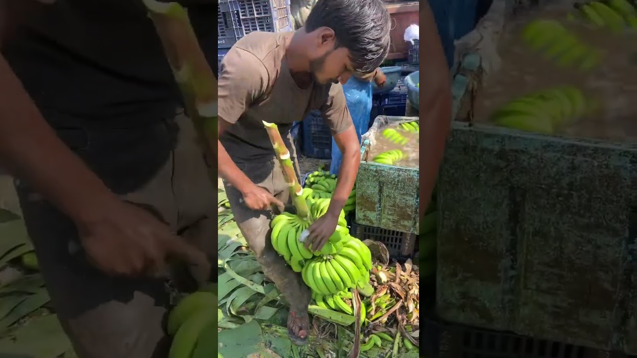 Banana farming for export all India 🍌🍌🍌🍌 #friut #friuts #agriculture #farming