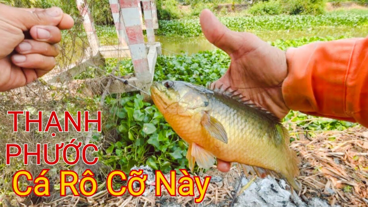 Câu Cá Rô Đồng Vùng Này Vẫn Còn Nhiều Cá Khủng Thả Mồi Xuống Là Kéo @SangHuynhVlog  