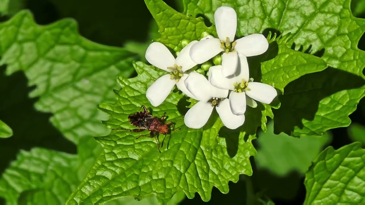 Ostern im wilden Garten - Ein Spaziergang