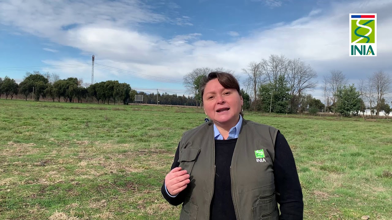 Regeneración de praderas_Producción Animal