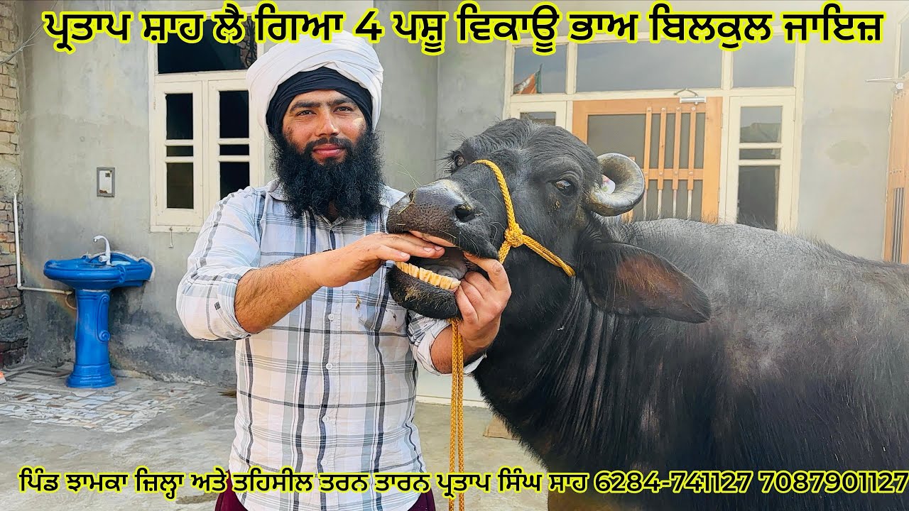 ਪ੍ਰਤਾਪ ਸ਼ਾਹ ਲੈ ਗਿਆ 4 ਪਸ਼ੂ ਵਿਕਾਊ ਭਾਅ ਬਿਲਕੁਲ ਜਾਇਜ਼ਪਿੰਡ ਝਾਮਕਾ ਜ਼ਿਲ੍ਹਾ  ਤਰਨ ਤਾਰਨ 6284-741127 7087901127