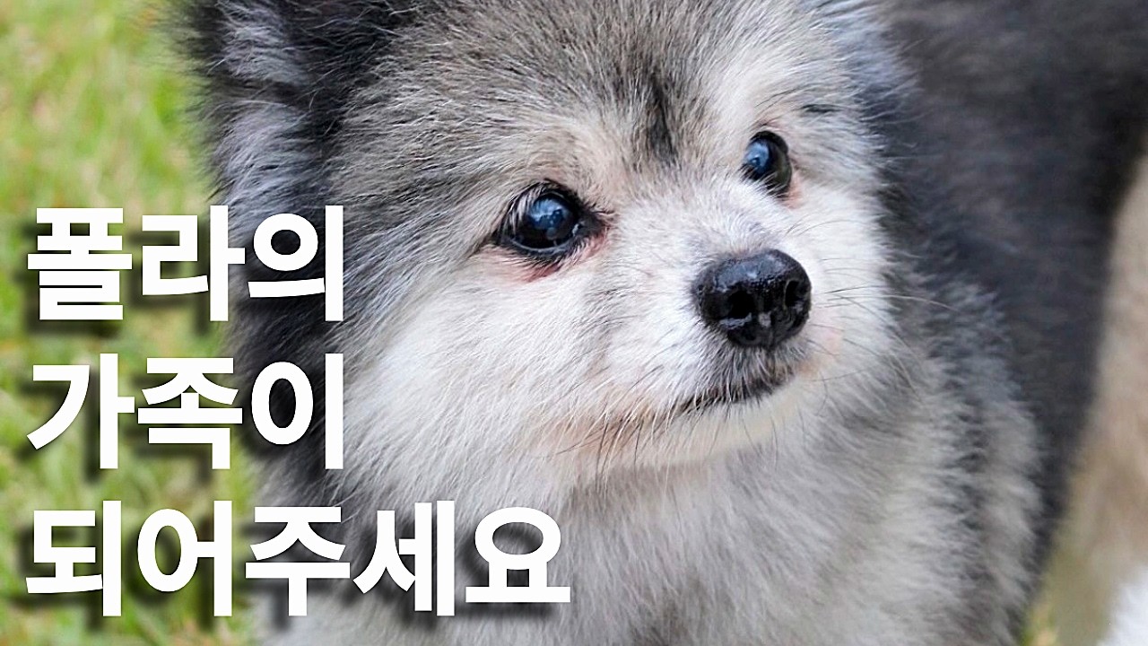 폴라에게 가족이 필요해요｜유기견 미용