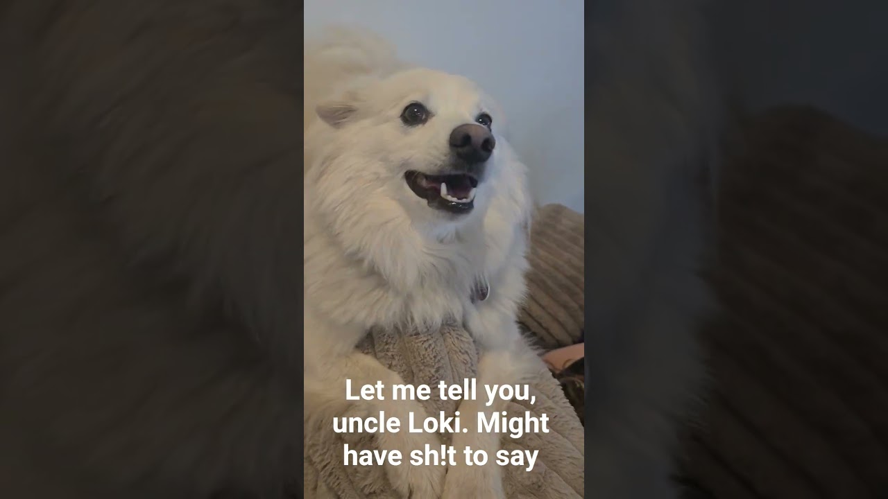 #dog, #husky, #funny,