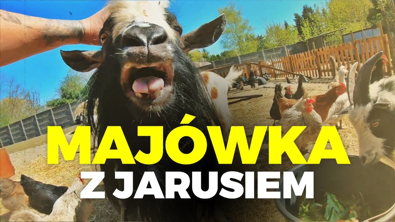 🌷 MAJ&Oacute;WKA Z JARUSIEM 🌷 czyli Koziołkowo na wesoło 🐐 MOJE MINI ZOO / odc. 207