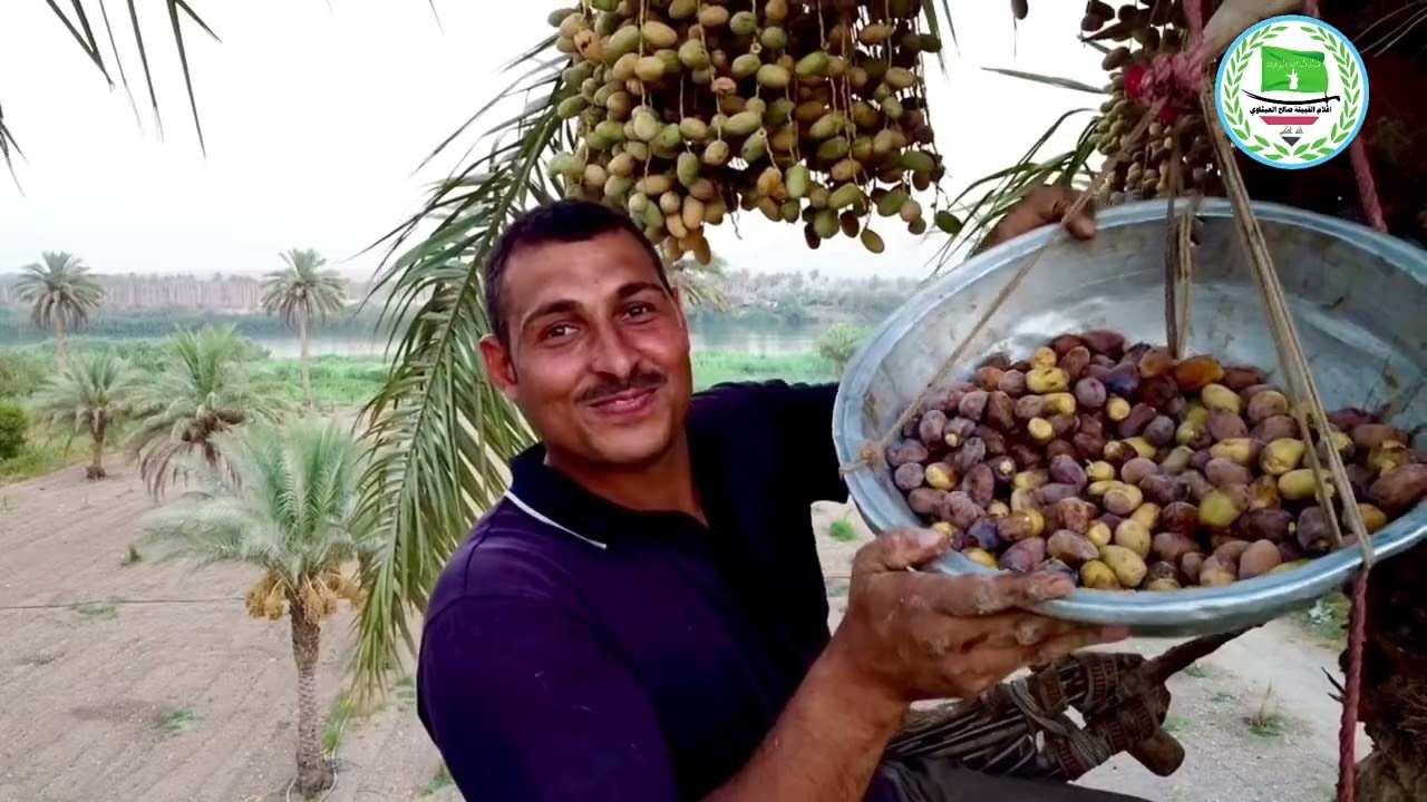 جني محصول التمور من منطقة السادة البوعيثة/عرب ال يوسف الاحمد/بستان الشيخ حميد اليوسف بضيافة شيخ حاتم