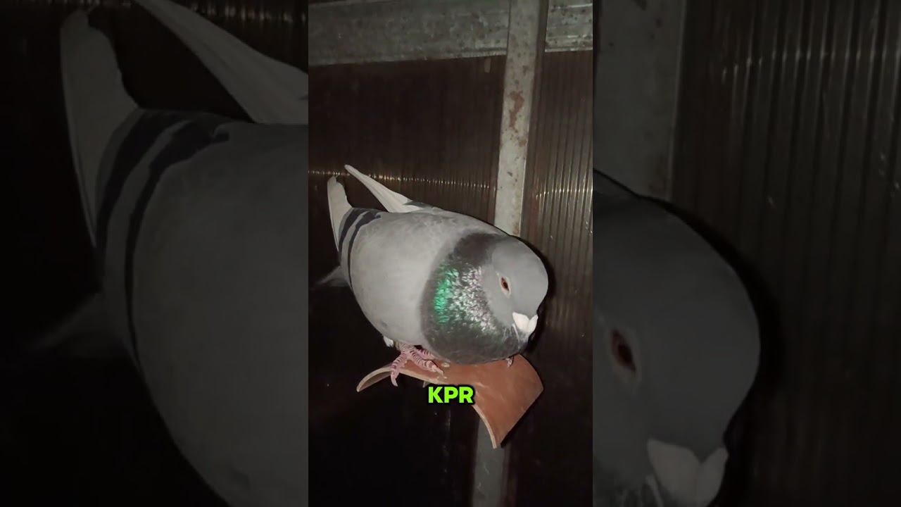 LOADING TIME NA SA PIGEON RACING 