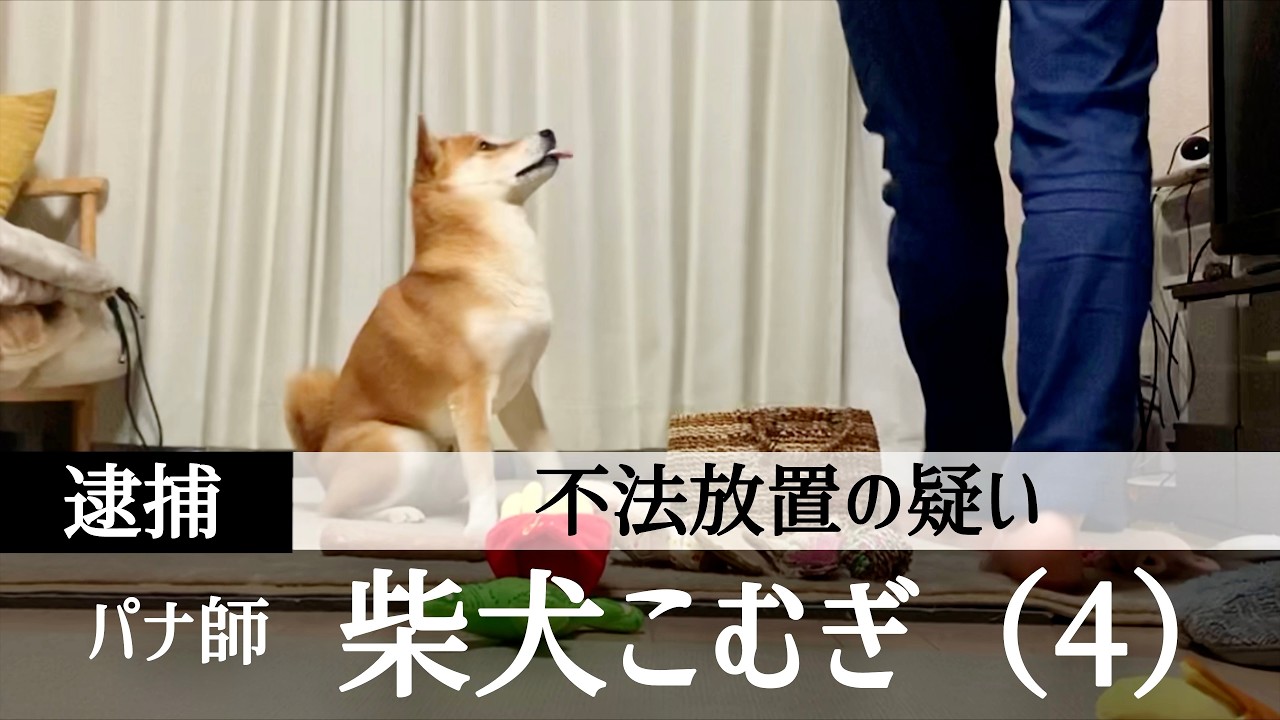 柴犬、完全に言い逃れ不可。逮捕の瞬間【一気見】