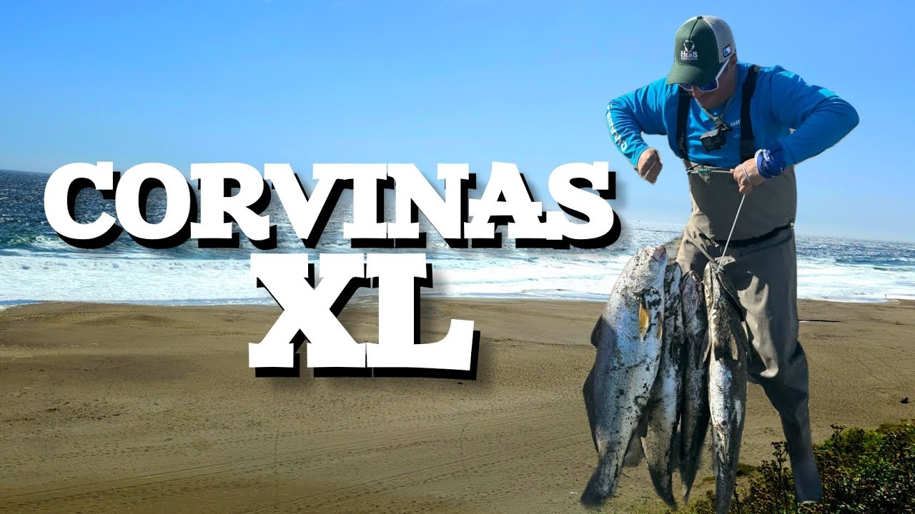 CORVINAS XL - TREMENDAS PELEAS NOS DIERON ESTAS BESTIAS .