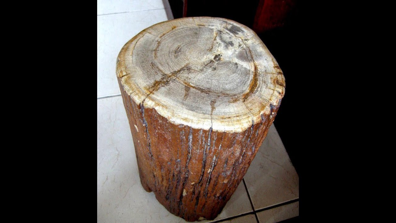 F&oacute;siles de Piedra Madera Petrificada
