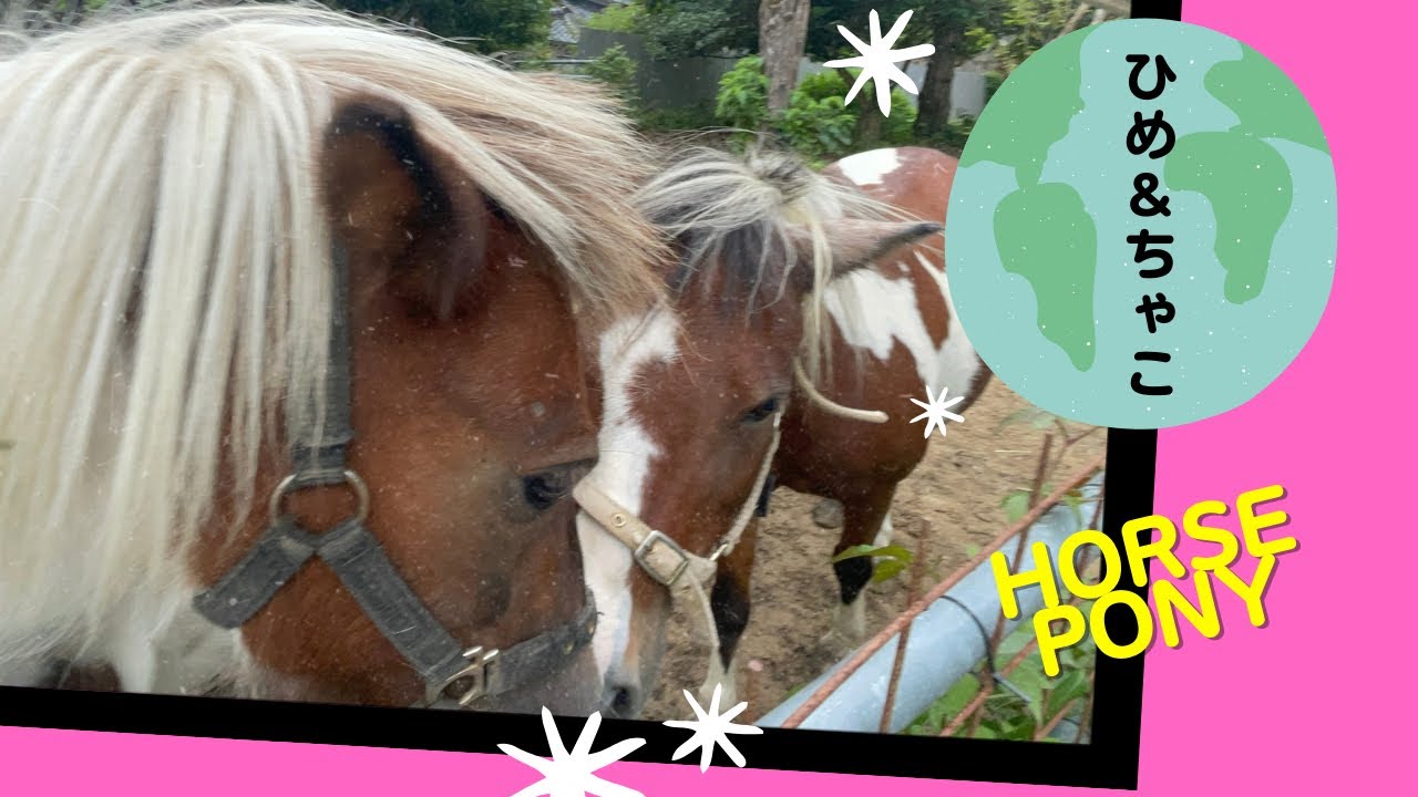 【馬飼い】ヒメとチャコのにらめっこ、あっぷぷー😼お利口さんテクテク、、できたかな？少しずつ秋めいてきましたね。