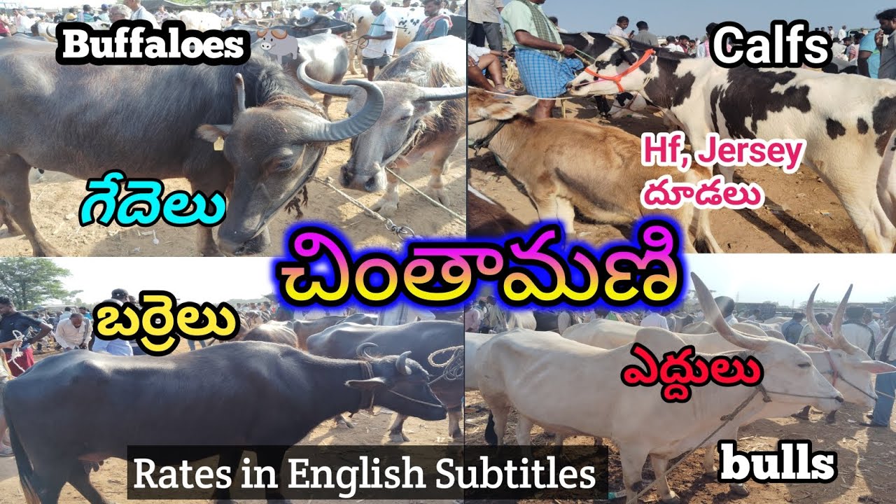 Buffaloes,Hf,Jersey Calfs,Bulls రేట్లు Chintamani సంత్ లో 🙄 | పెద్ద గేదెలు,ఎద్దులు | Farmer Stuff