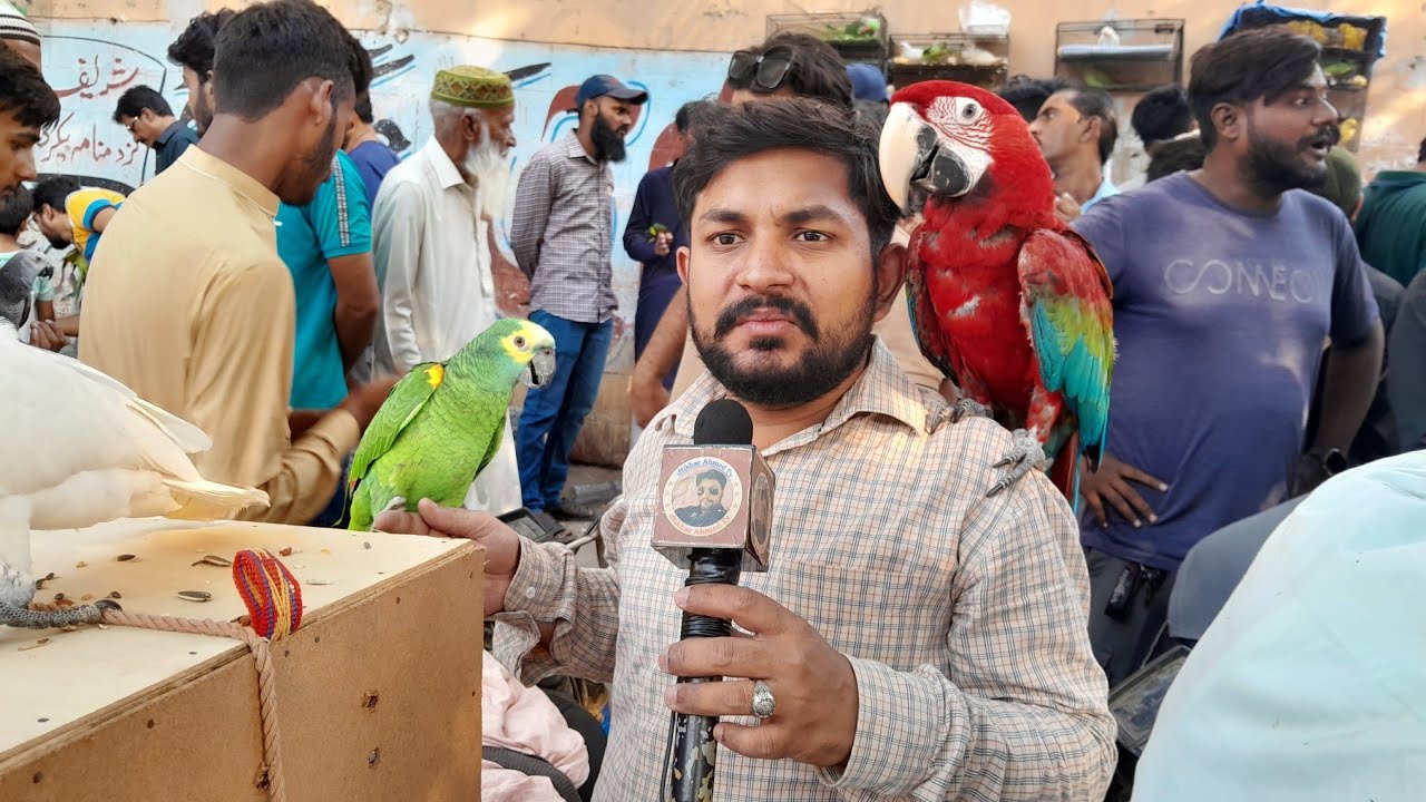 Biggest Parrots Market in karachi | Lalukhet Birds Market 8-12-2024 Latest Update