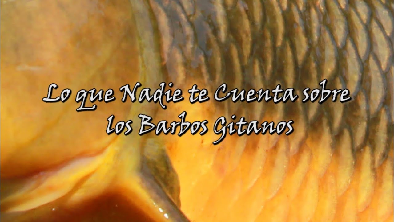 Lo que nadie cuenta de los barbos gitanos.
