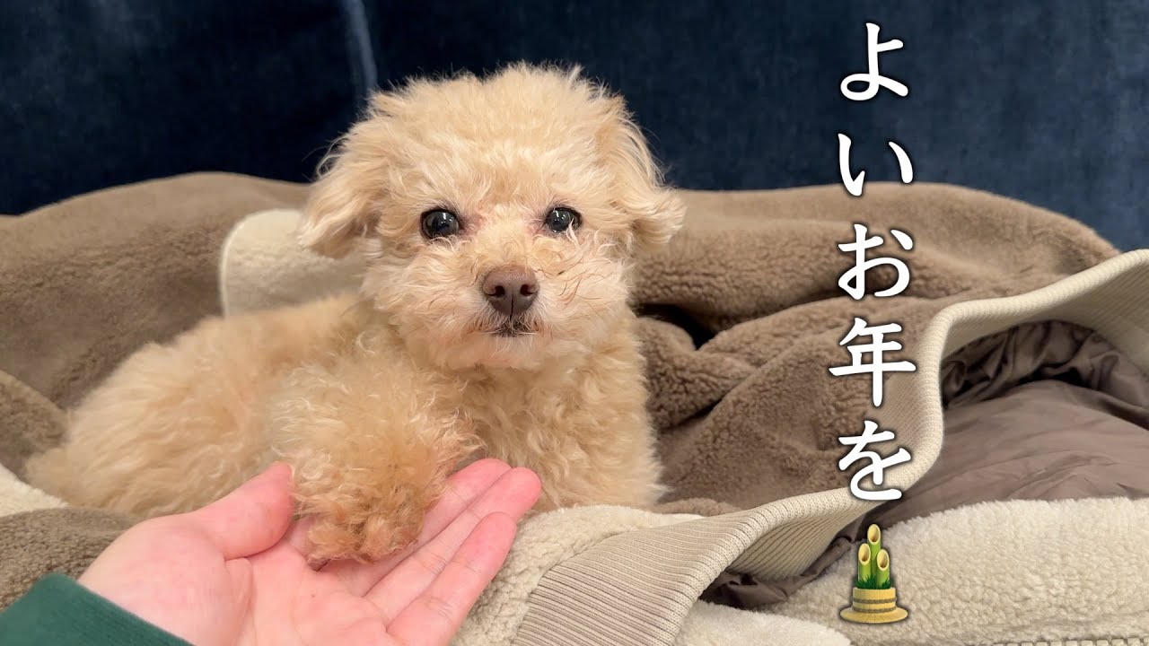 今年もありがとうございました。よいお年をお迎えください！