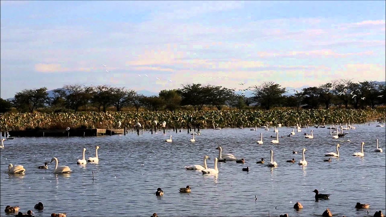 瓢湖の白鳥 朝陽を浴びて飛び立つ　新潟県阿賀野市